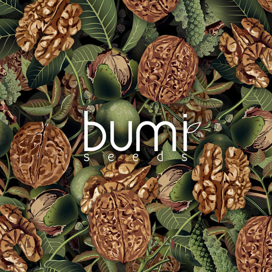 Walnuts Card Bali